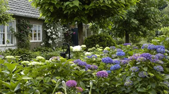 Garten mit Hortensien