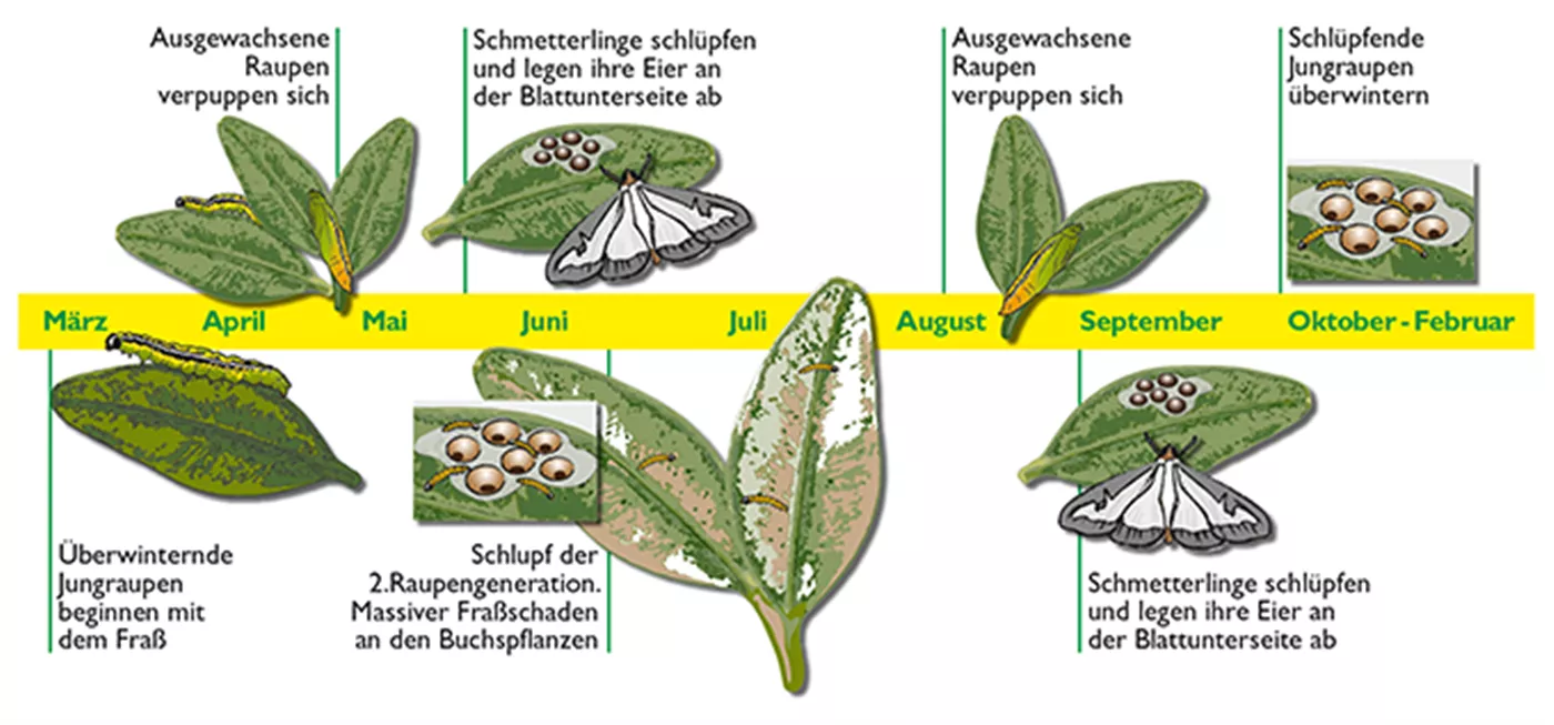 buchbaumzuensler_grafik.png