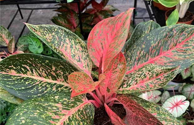 aglaonema.jpg