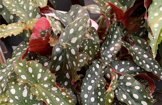 Begonia maculata.jpg