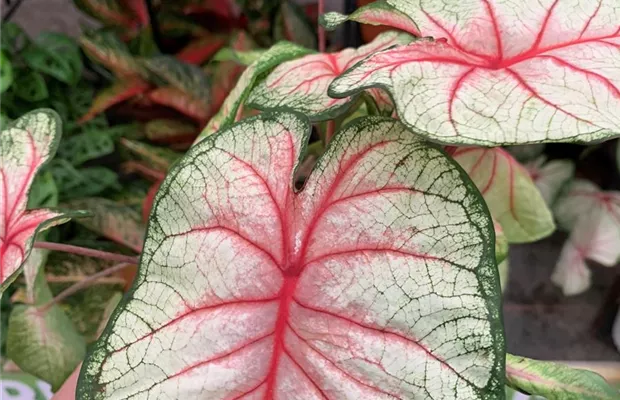 Caladium.jpg