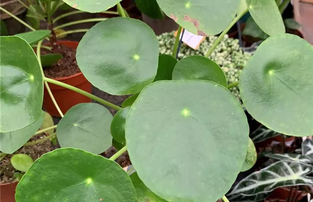 Pilea peperomoides.jpg