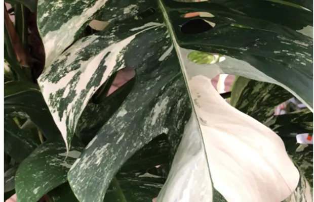 monstera_variegata.png