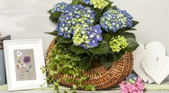 Hydrangea macrophylla