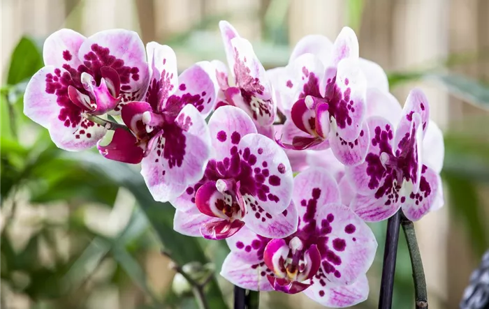 Phalaenopsis