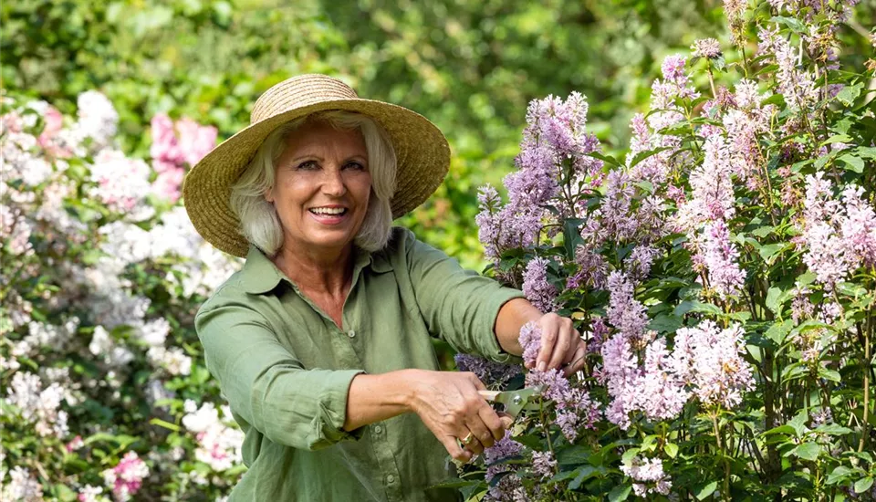 Gartenarbeit - Flieder schneiden