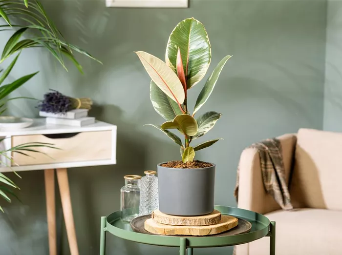 Ficus elastica 'Tineke'