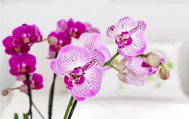 Phalaenopsis, gepunktet