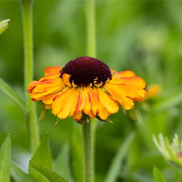 Helenium 'Short´n Sassy'®